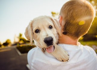 A missão espiritual que seu cão tem em sua vida