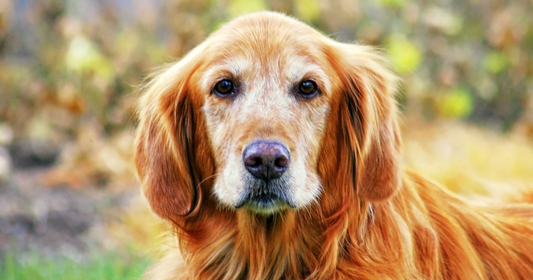 Cães podem reconhecer uma pessoa ruim e a ciência prova isso.