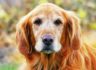 Cães podem reconhecer uma pessoa ruim e a ciência prova isso.