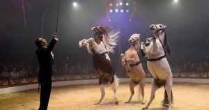 resilienciamag.com - Circo na Alemanha transforma animais em hologramas em ato de conscientização contra a crueldade animal
