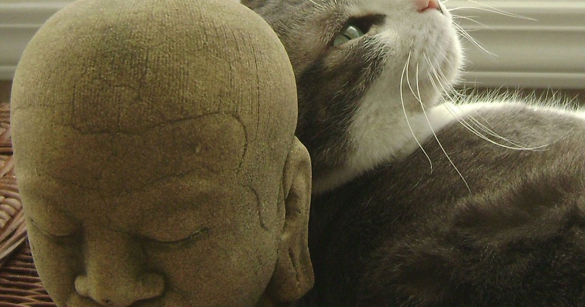 gato