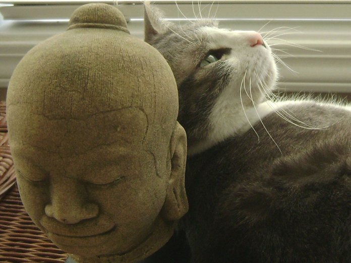 gato