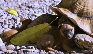 resilienciamag.com - Filhotes órfãos encontram conforto em vovô tartaruga