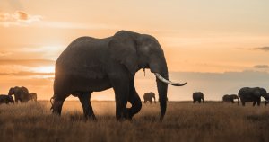 resilienciamag.com - Tailândia procura voluntários para cuidar de seus elefantes.