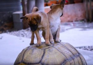 resilienciamag.com - Filhotes órfãos encontram conforto em vovô tartaruga