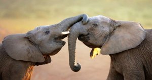 resilienciamag.com - Tailândia procura voluntários para cuidar de seus elefantes.