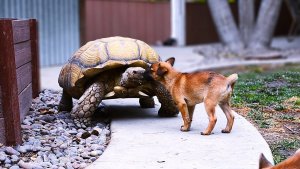resilienciamag.com - Filhotes órfãos encontram conforto em vovô tartaruga