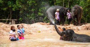 resilienciamag.com - Tailândia procura voluntários para cuidar de seus elefantes.