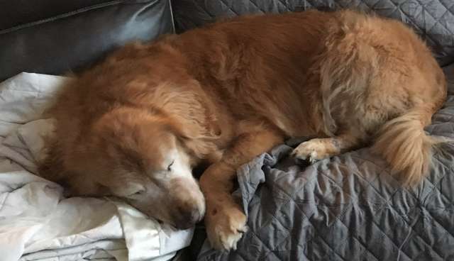 resilienciamag.com - Cachorro idoso cego ganha o seu próprio “cão-guia” e recupera a vontade de viver