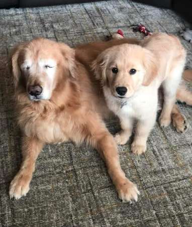 resilienciamag.com - Cachorro idoso cego ganha o seu próprio “cão-guia” e recupera a vontade de viver