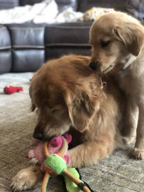 resilienciamag.com - Cachorro idoso cego ganha o seu próprio “cão-guia” e recupera a vontade de viver