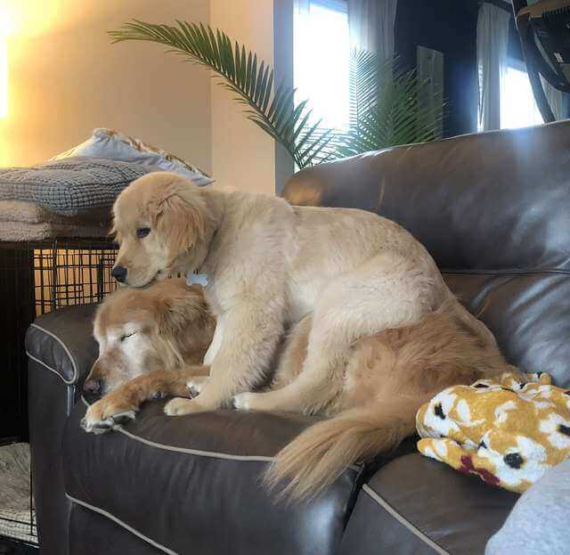 resilienciamag.com - Cachorro idoso cego ganha o seu próprio “cão-guia” e recupera a vontade de viver