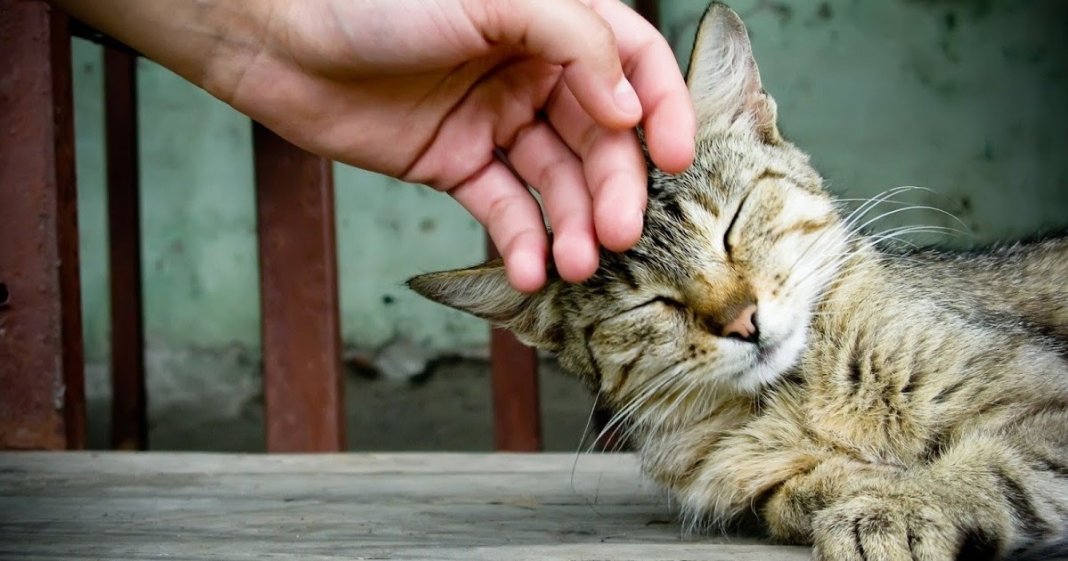 Cientistas criam vacina para quem é alérgico a gatos