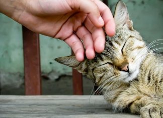 Cientistas criam vacina para quem é alérgico a gatos