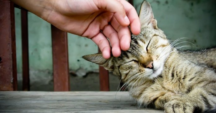 cientistas-criam-vacina-pra-quem-e-alergico-a-gatos