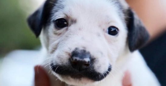 resilienciamag.com - Cãozinho com bigode de “Salvador Dalí" vira rosto de campanha de adoção