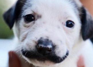 Cãozinho com bigode de “Salvador Dalí” vira rosto de campanha de adoção