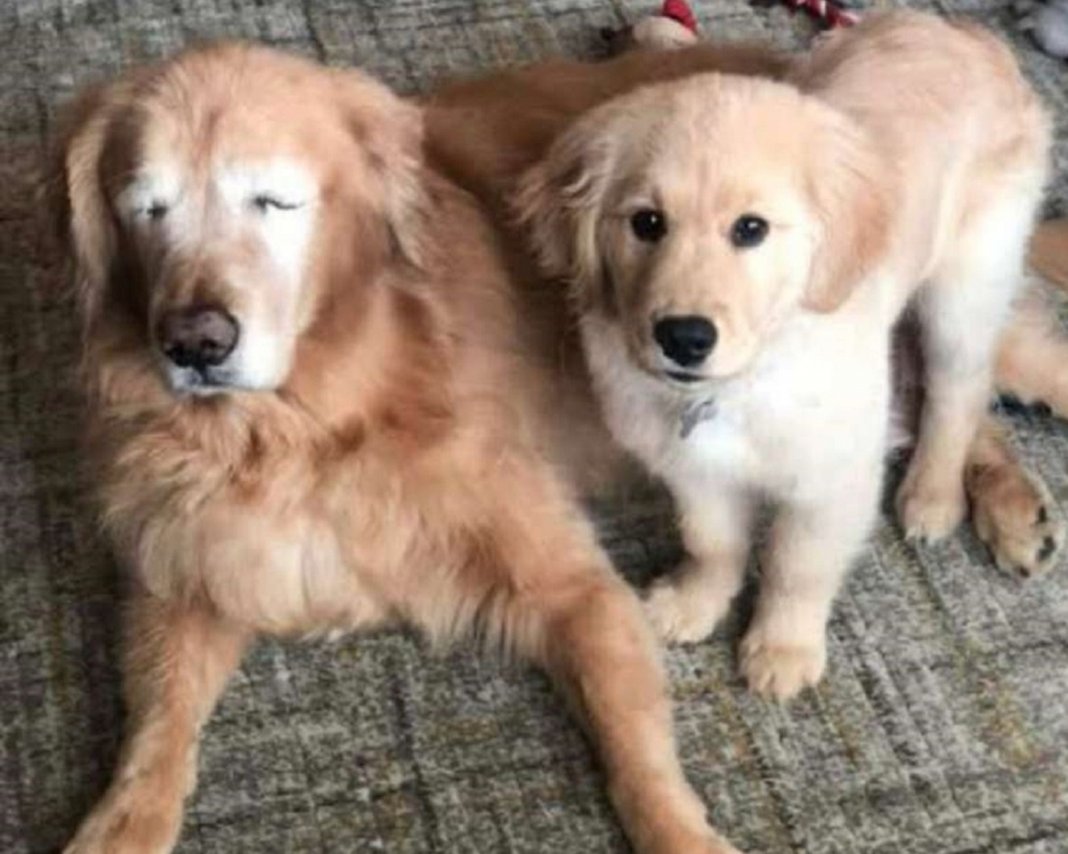 Cachorro idoso cego ganha o seu próprio “cão-guia” e recupera a vontade de viver