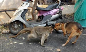 resilienciamag.com - Macaco adota cachorrinho, o defende de cães de rua e permite que ele coma primeiro