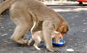 resilienciamag.com - Macaco adota cachorrinho, o defende de cães de rua e permite que ele coma primeiro