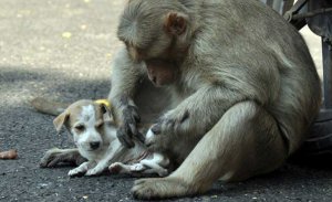 resilienciamag.com - Macaco adota cachorrinho, o defende de cães de rua e permite que ele coma primeiro