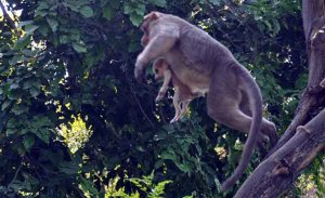 resilienciamag.com - Macaco adota cachorrinho, o defende de cães de rua e permite que ele coma primeiro