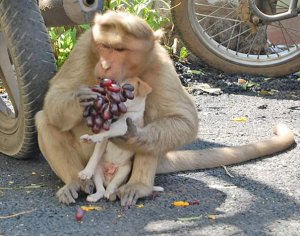 resilienciamag.com - Macaco adota cachorrinho, o defende de cães de rua e permite que ele coma primeiro