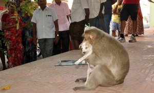 resilienciamag.com - Macaco adota cachorrinho, o defende de cães de rua e permite que ele coma primeiro