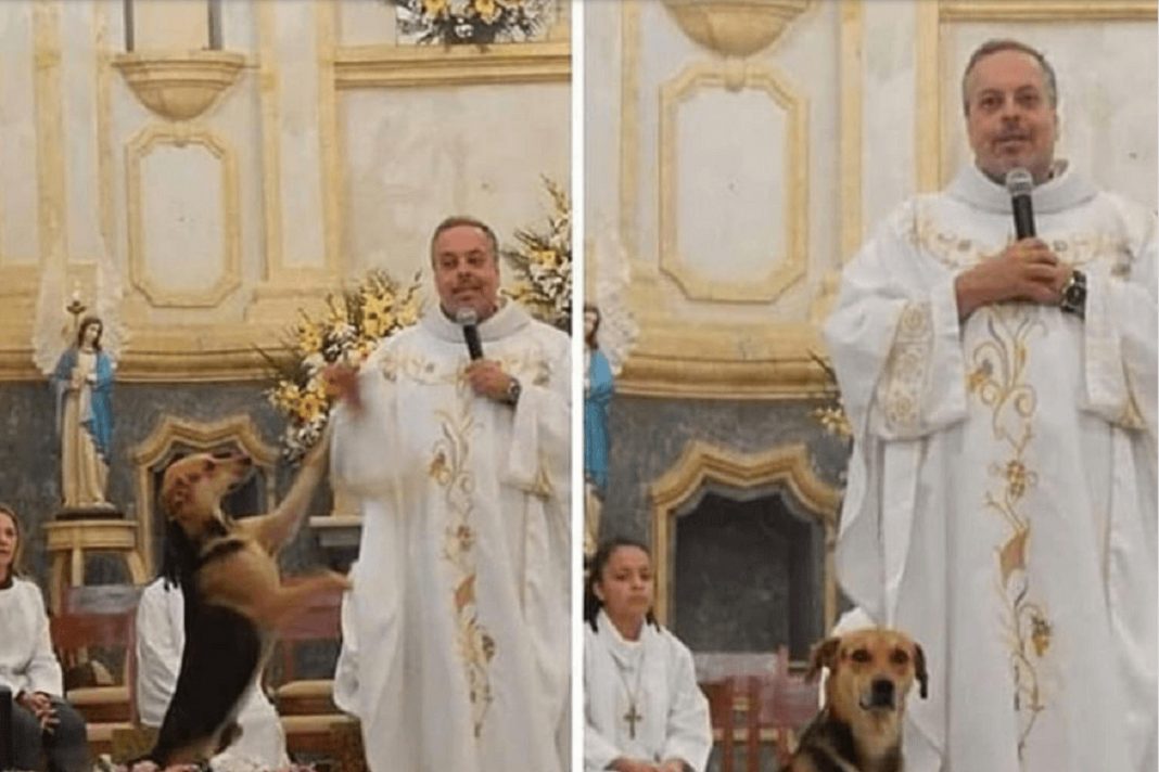 Padre salva cachorros de rua e os leva para missa, onde são adotados