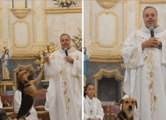 Padre salva cachorros de rua e os leva para missa, onde são adotados