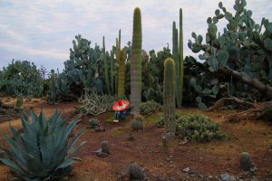 resilienciamag.com - Jovens mexicanos criaram a primeira pele orgânica feita de cacto. Adeus ao uso de couro de animais