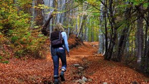 resilienciamag.com - BANHO DE FLORESTA MELHORA A IMUNIDADE, DIZ ESTUDO