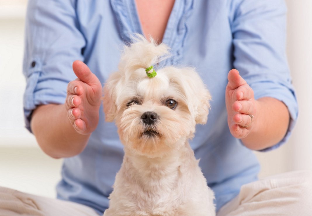 Veterinários promovem Reiki Solidário para animais