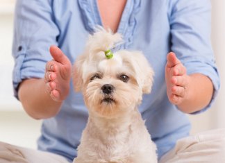 Veterinários promovem Reiki Solidário para animais