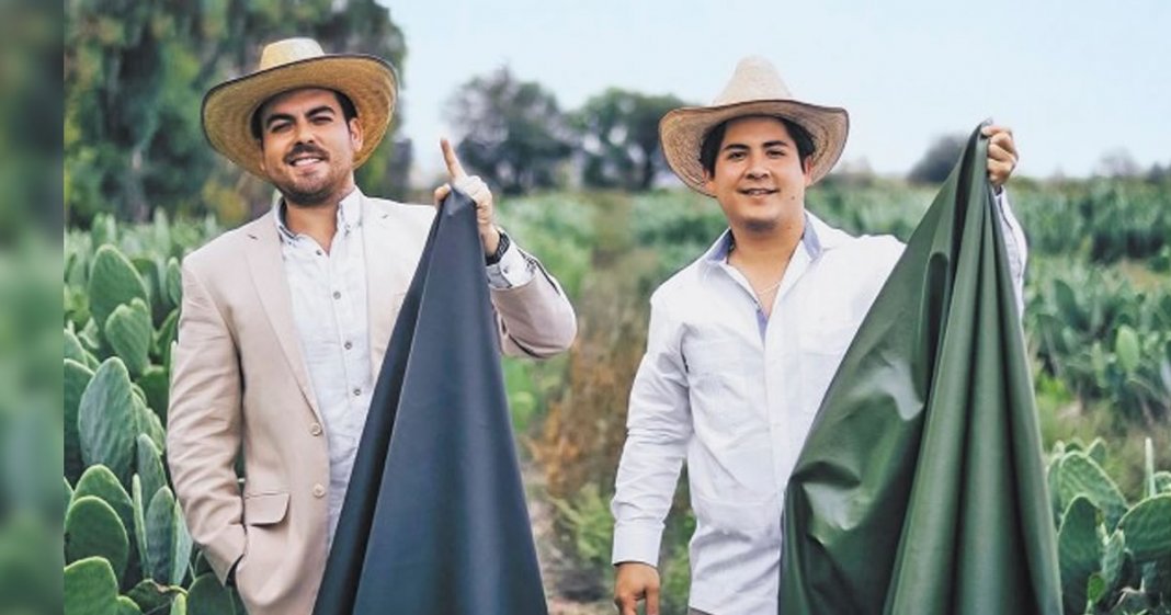 Jovens mexicanos criaram a primeira pele orgânica feita de cacto. Adeus ao uso de couro de animais