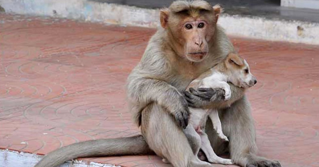 Macaco adota cachorrinho, o defende de cães de rua e permite que ele coma primeiro