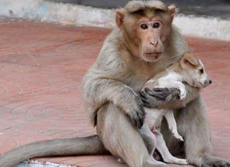 Macaco adota cachorrinho, o defende de cães de rua e permite que ele coma primeiro