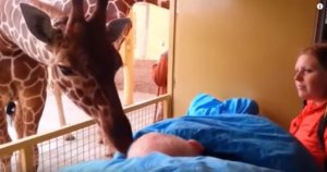 resilienciamag.com - Girafa se despede com um beijo carinhoso de seu cuidador com câncer