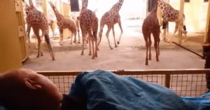 resilienciamag.com - Girafa se despede com um beijo carinhoso de seu cuidador com câncer