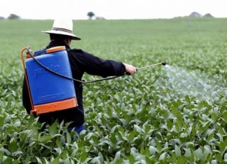 Florianópolis é primeira cidade brasileira a banir agrotóxicos de suas lavouras por lei