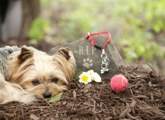Estudo revela que perder seu cão pode ser tão difícil quanto perder um membro da família