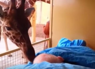 Girafa se despede com um beijo carinhoso de seu cuidador com câncer