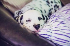 resilienciamag.com - Wiley O filhote de cachorro dálmata que nasceu com um nariz em forma de coração e a Internet está apaixonada