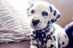 resilienciamag.com - Wiley O filhote de cachorro dálmata que nasceu com um nariz em forma de coração e a Internet está apaixonada