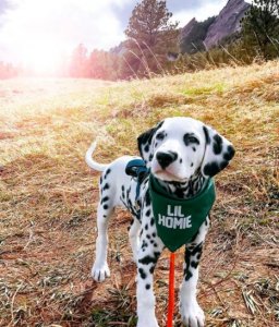 resilienciamag.com - Wiley O filhote de cachorro dálmata que nasceu com um nariz em forma de coração e a Internet está apaixonada