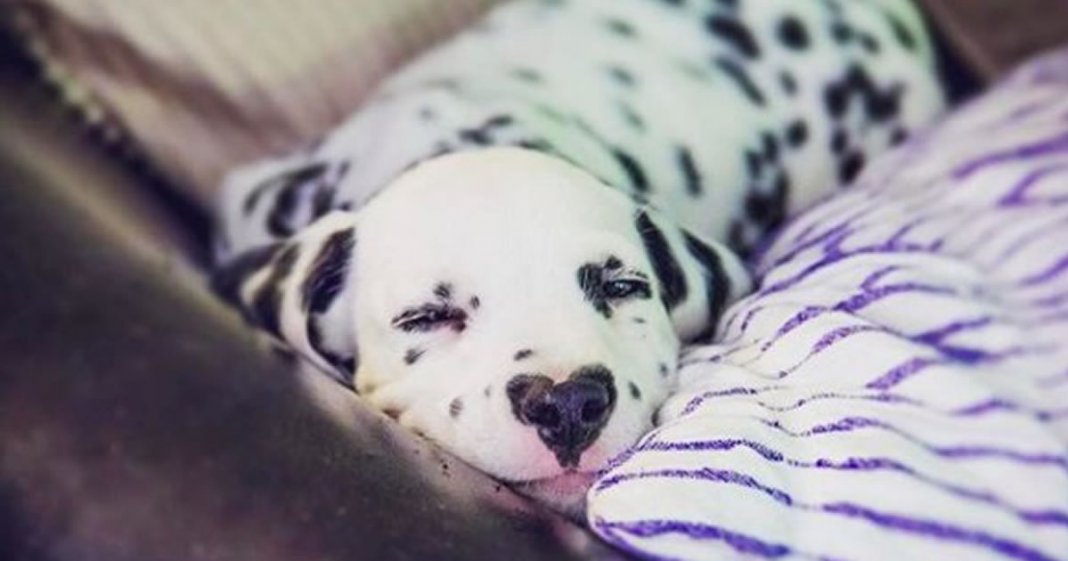Wiley O filhote de cachorro dálmata que nasceu com um nariz em forma de coração e a Internet está apaixonada