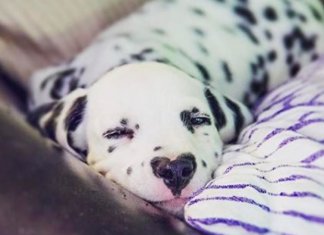 Wiley O filhote de cachorro dálmata que nasceu com um nariz em forma de coração e a Internet está apaixonada