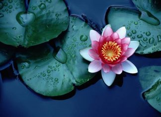 Seja como a Flor de Lótus: renasça a cada dia diante da adversidade!