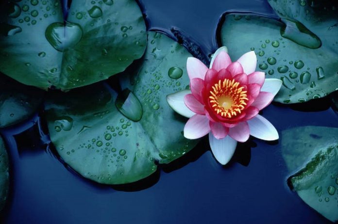 Brightly colored water lily floating on a stil pond