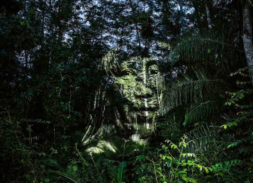 resilienciamag.com - Rostos de indígenas brasileiros foram projetados em árvores da Floresta Amazônica, e o resultado é belíssimo.